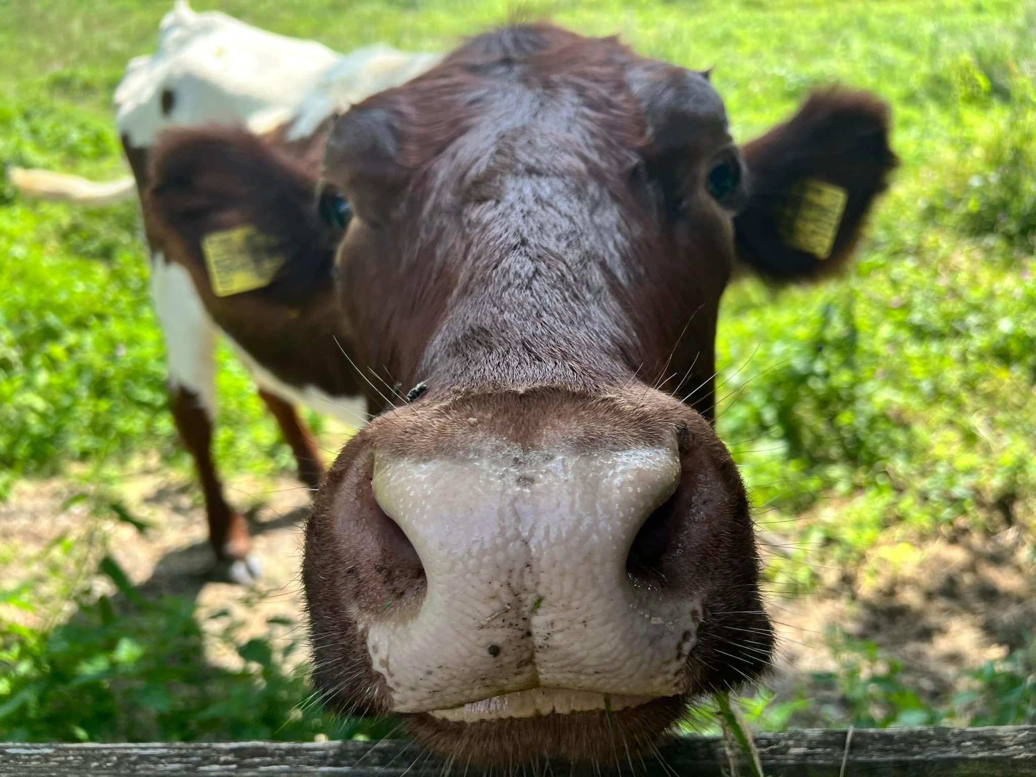 Auf der Alm, da steht ne Kuh