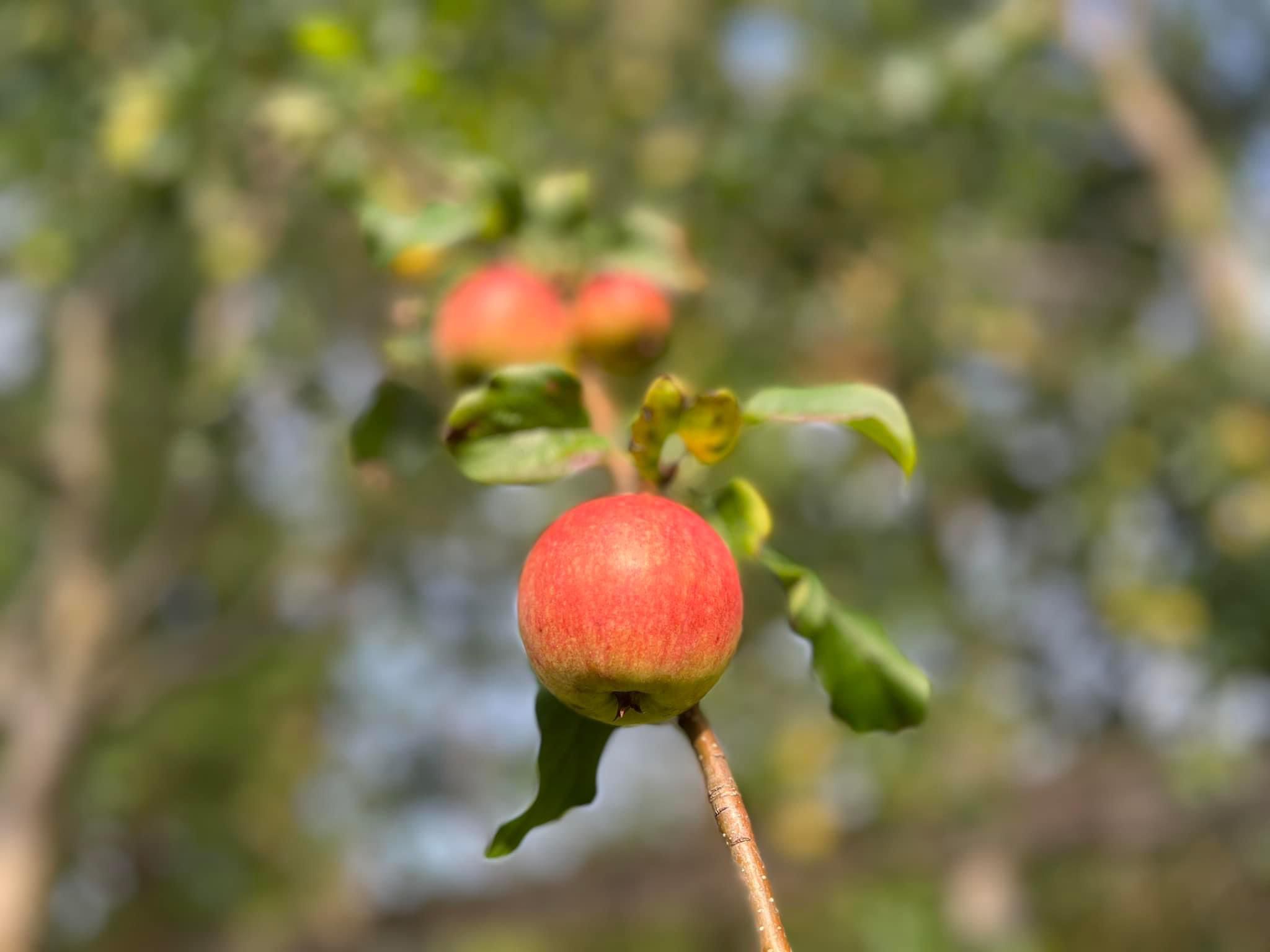 Adam und Evas Apfel